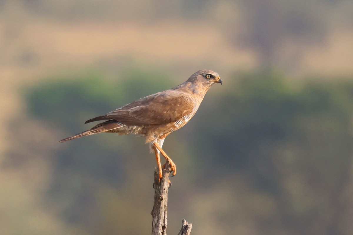 Azor Lagartijero Somalí - ML642006342