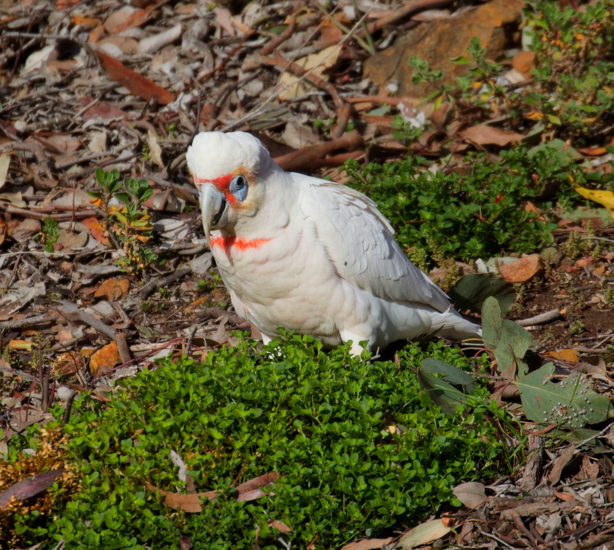 langnebbkakadu - ML642006348