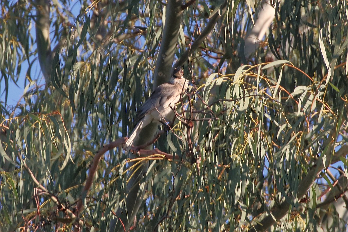 Noisy Friarbird - ML642006388