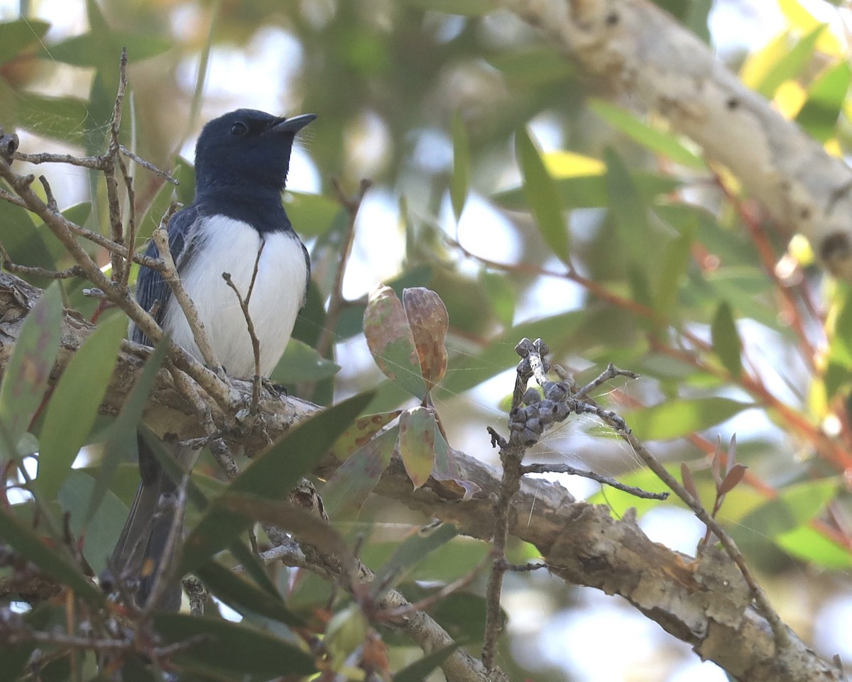Leaden Flycatcher - ML642006398