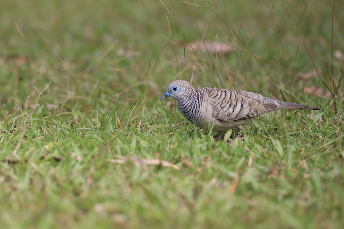 Peaceful Dove - ML642006409