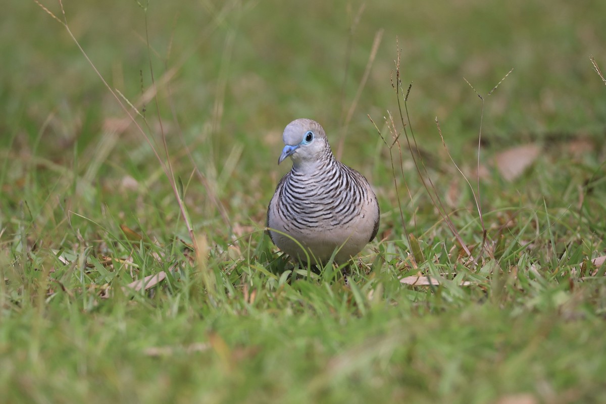 Peaceful Dove - ML642006410
