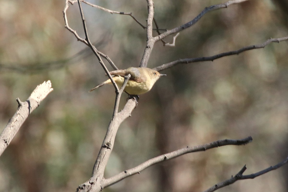 Buff-rumped Thornbill - ML642006412