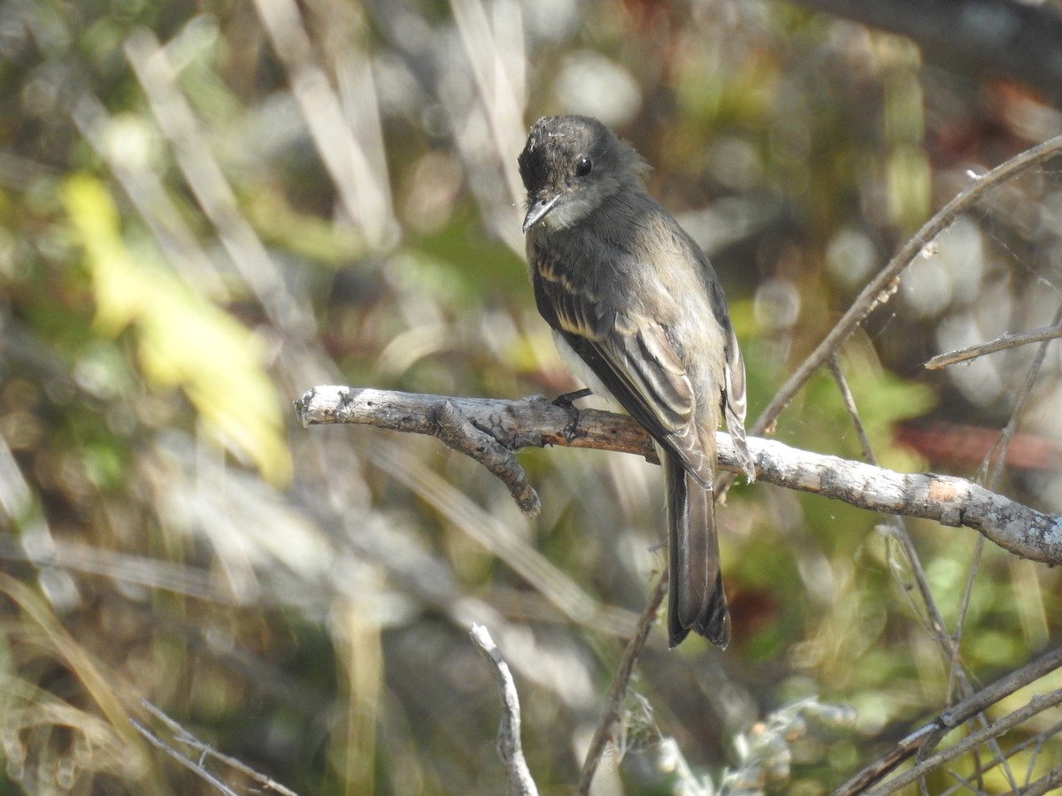 Eastern Phoebe - ML642006414