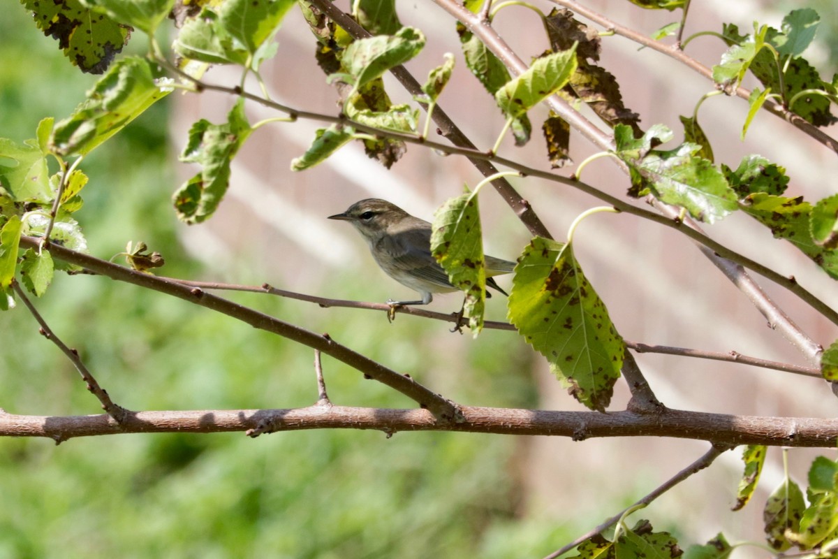 Palm Warbler - ML642006416