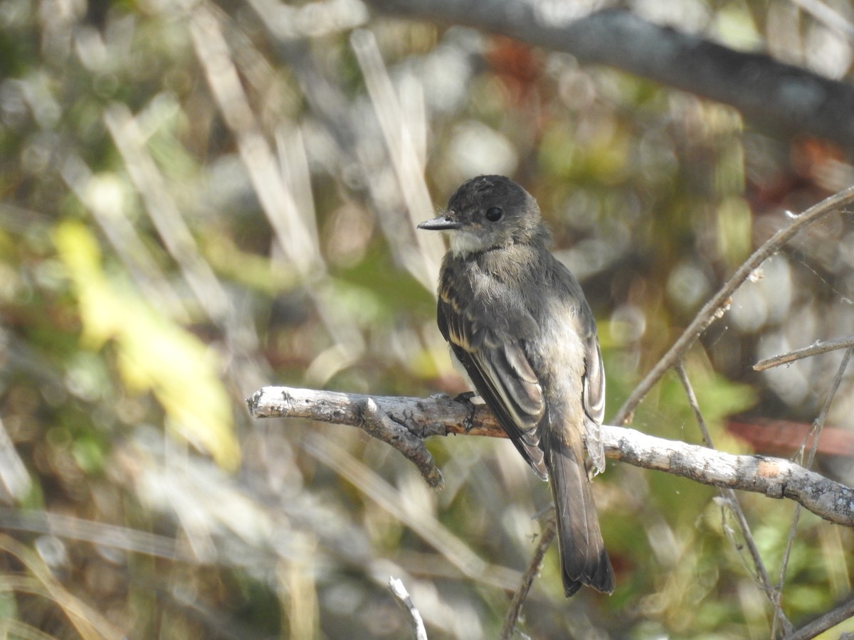 Eastern Phoebe - ML642006417