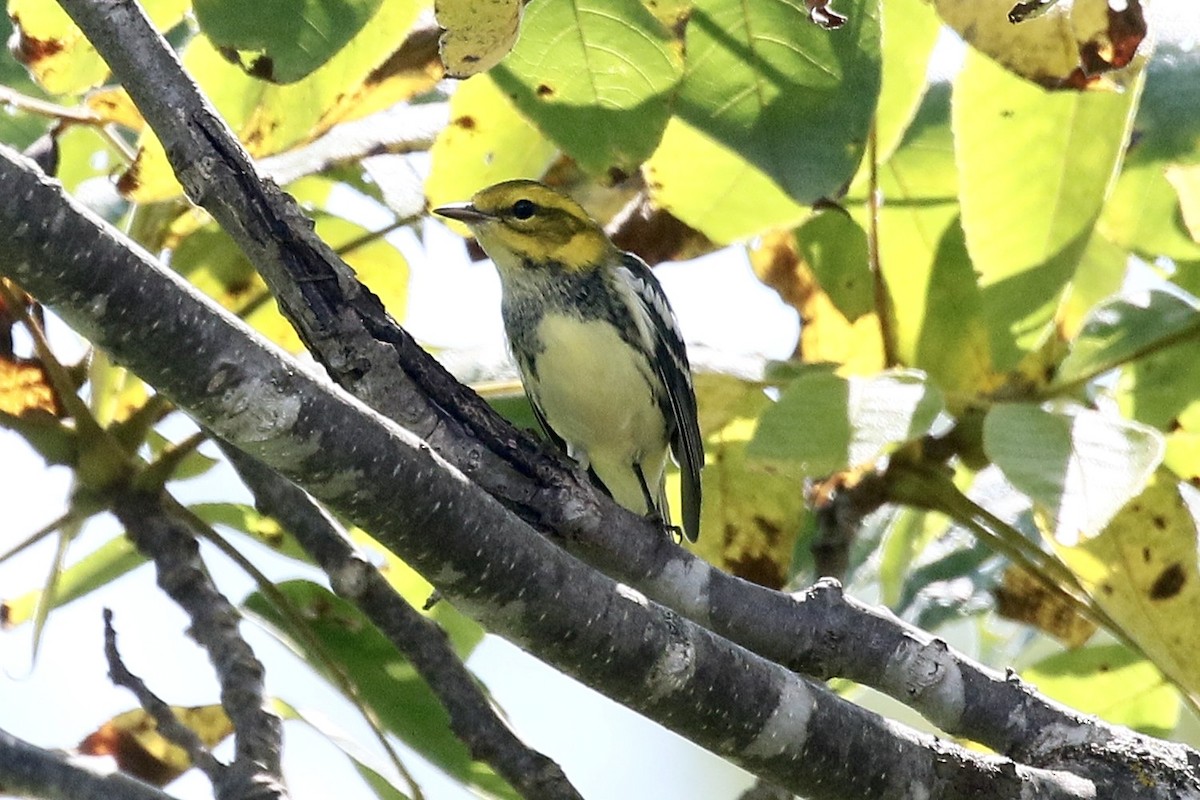Black-throated Green Warbler - ML642006418