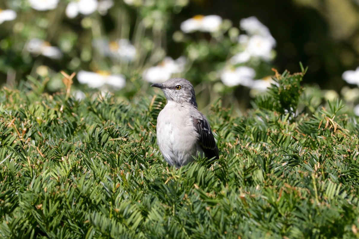 Northern Mockingbird - ML642006419