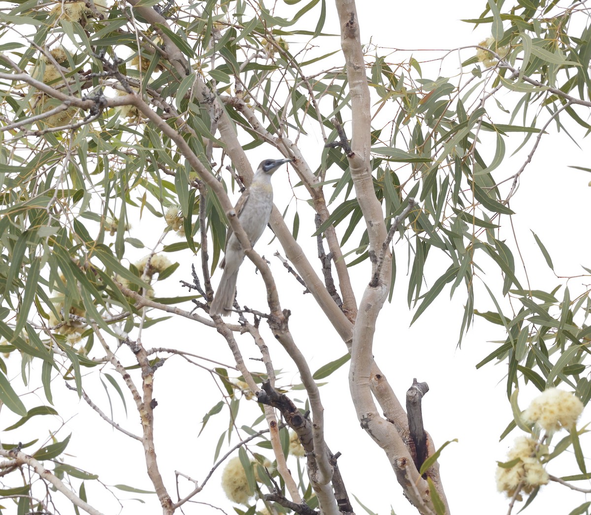 Little Friarbird - ML642006460