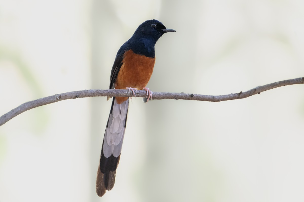 White-rumped Shama (White-rumped) - ML642006461