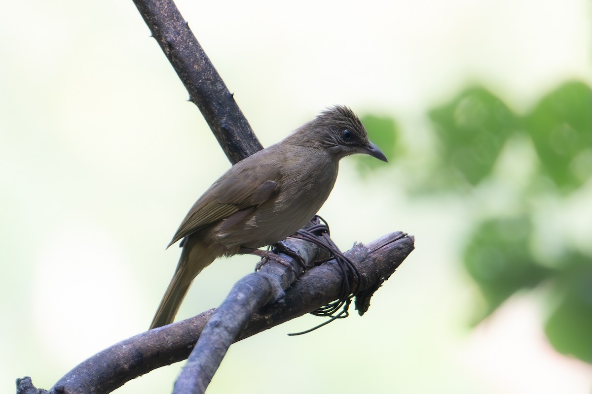 Bulbul de Conrad - ML642006466