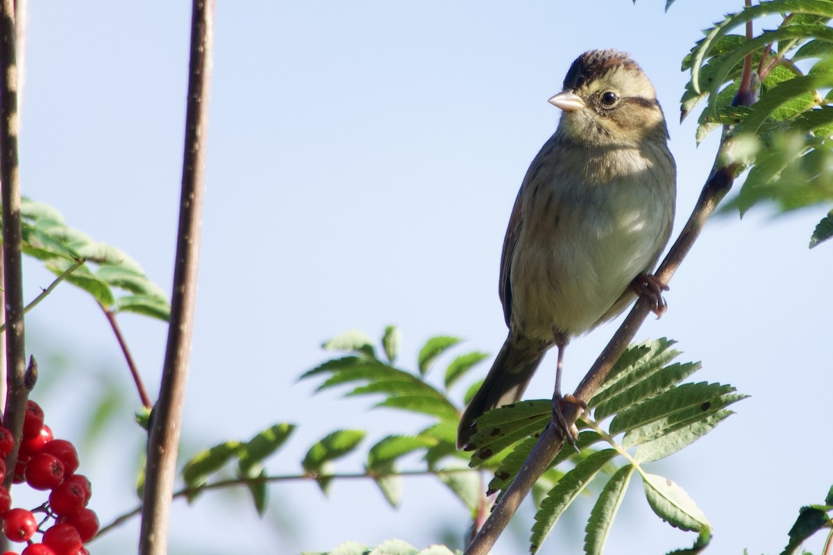 Swamp Sparrow - ML642006479