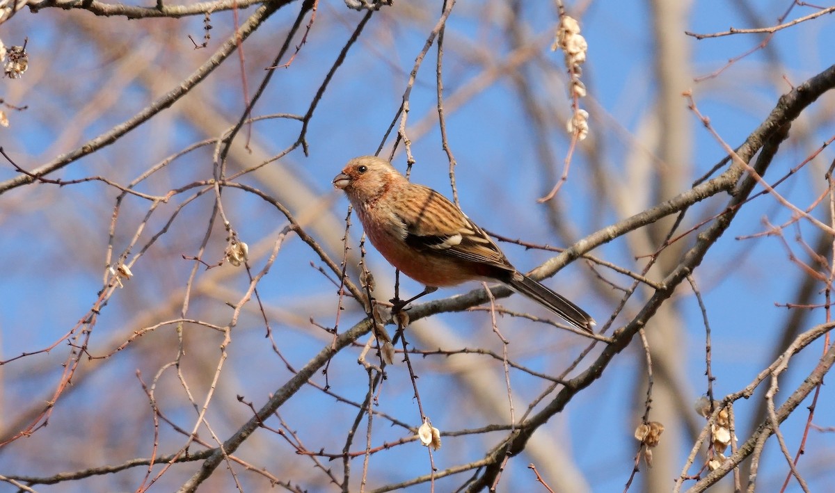 Үүрэн сүүлт бужмар - ML642006482