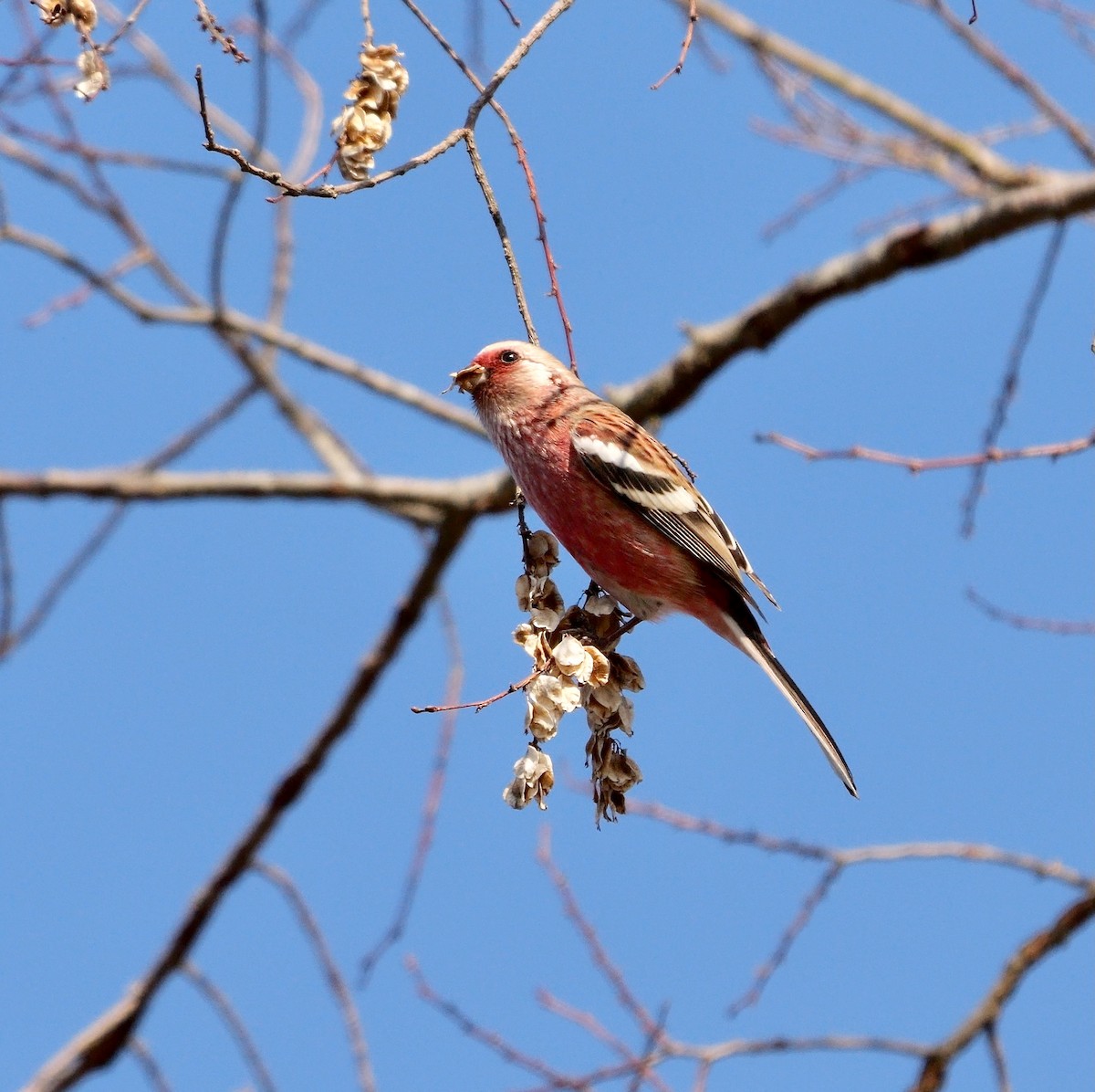 Үүрэн сүүлт бужмар - ML642006483