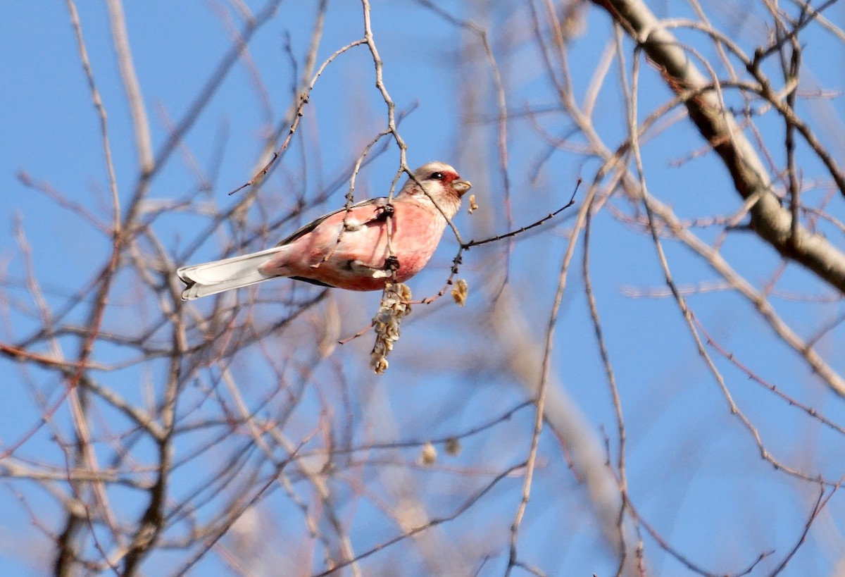 Үүрэн сүүлт бужмар - ML642006484