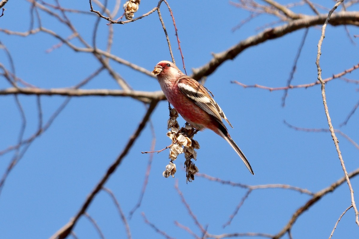 Үүрэн сүүлт бужмар - ML642006485