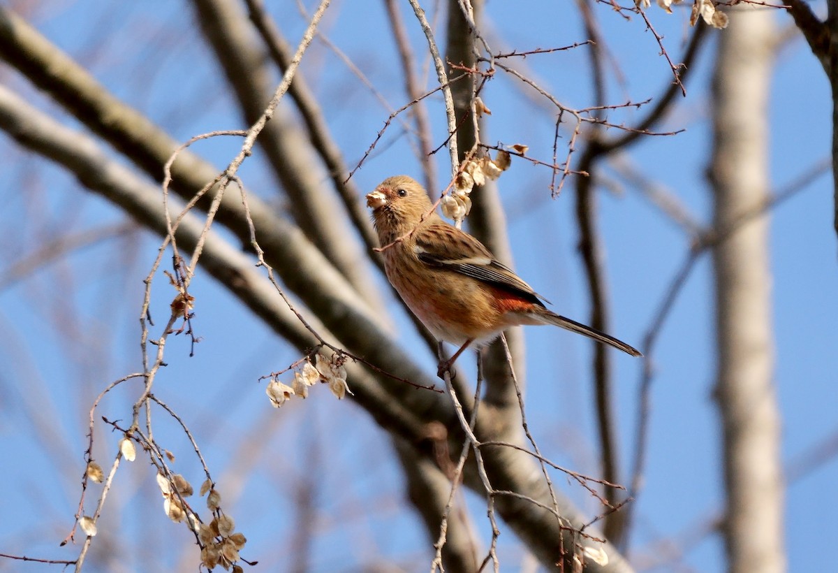 Үүрэн сүүлт бужмар - ML642006486