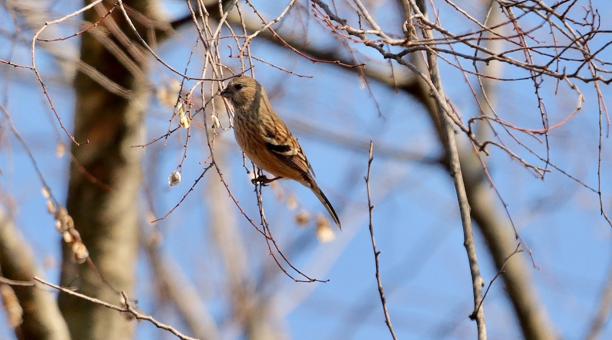 Үүрэн сүүлт бужмар - ML642006488