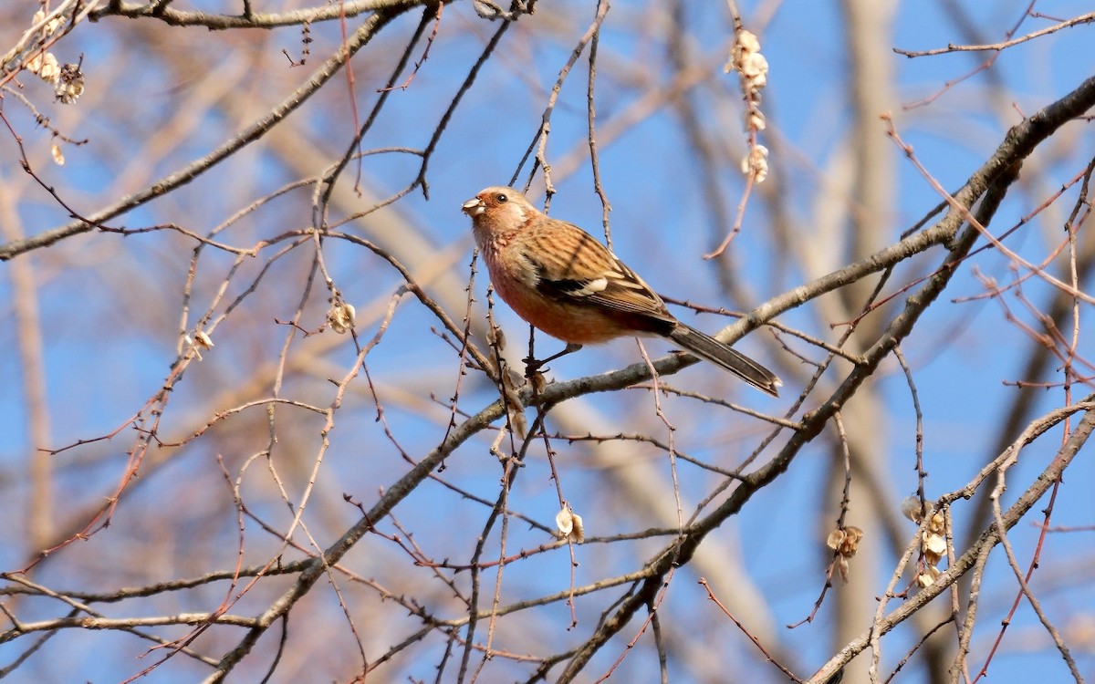 Үүрэн сүүлт бужмар - ML642006489