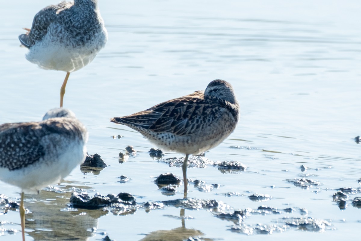 kortnebbekkasinsnipe - ML642006493