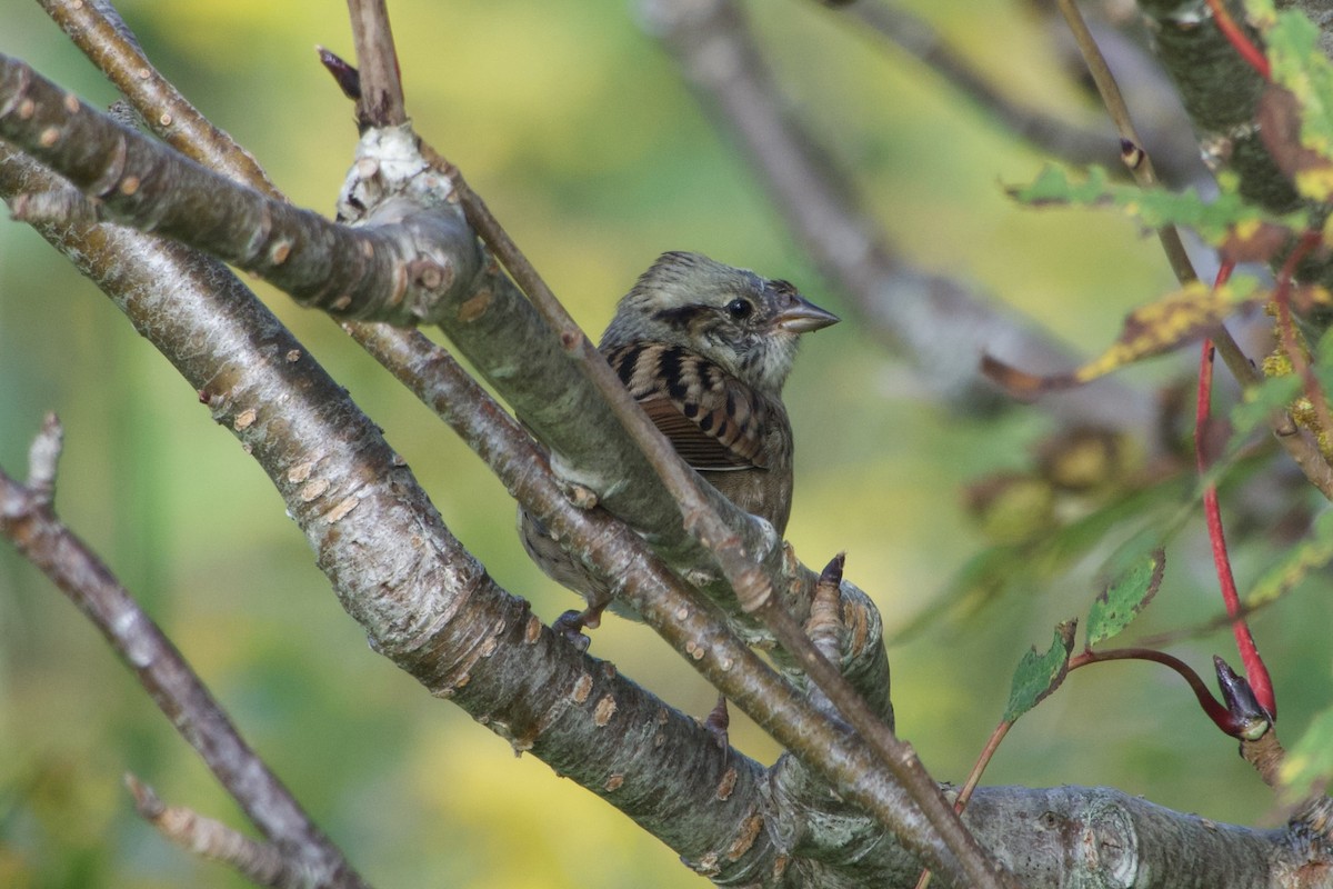 Swamp Sparrow - ML642006497