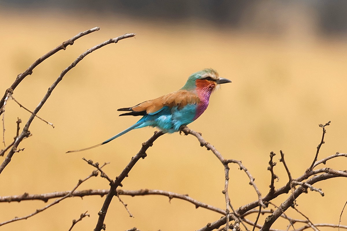 Lilac-breasted Roller - ML642006504