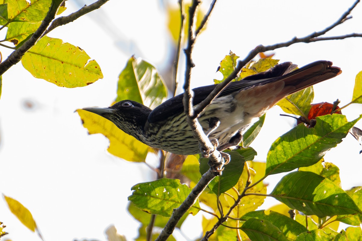 Silver Oriole - ML642006524