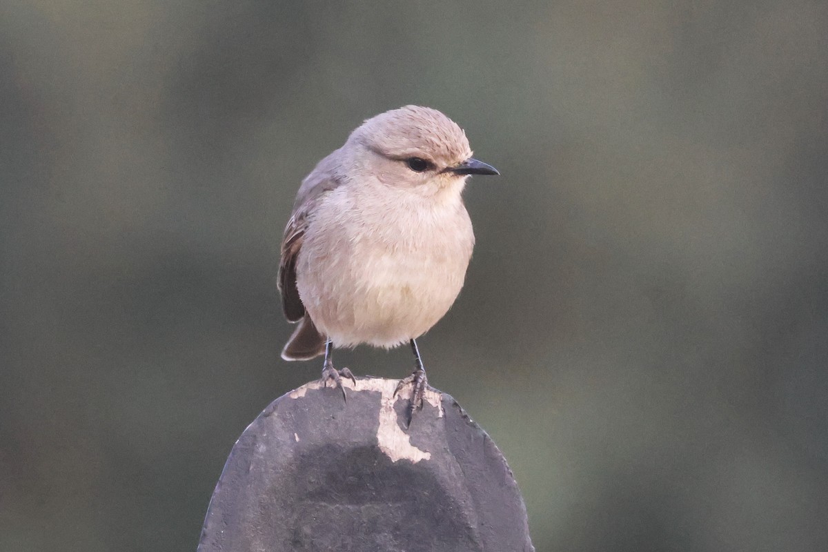 African Gray Flycatcher - ML642006526