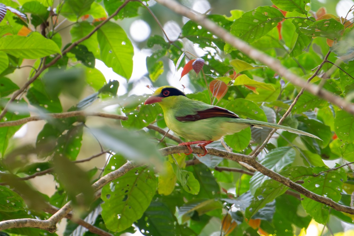 Common Green-Magpie (Common) - ML642006530