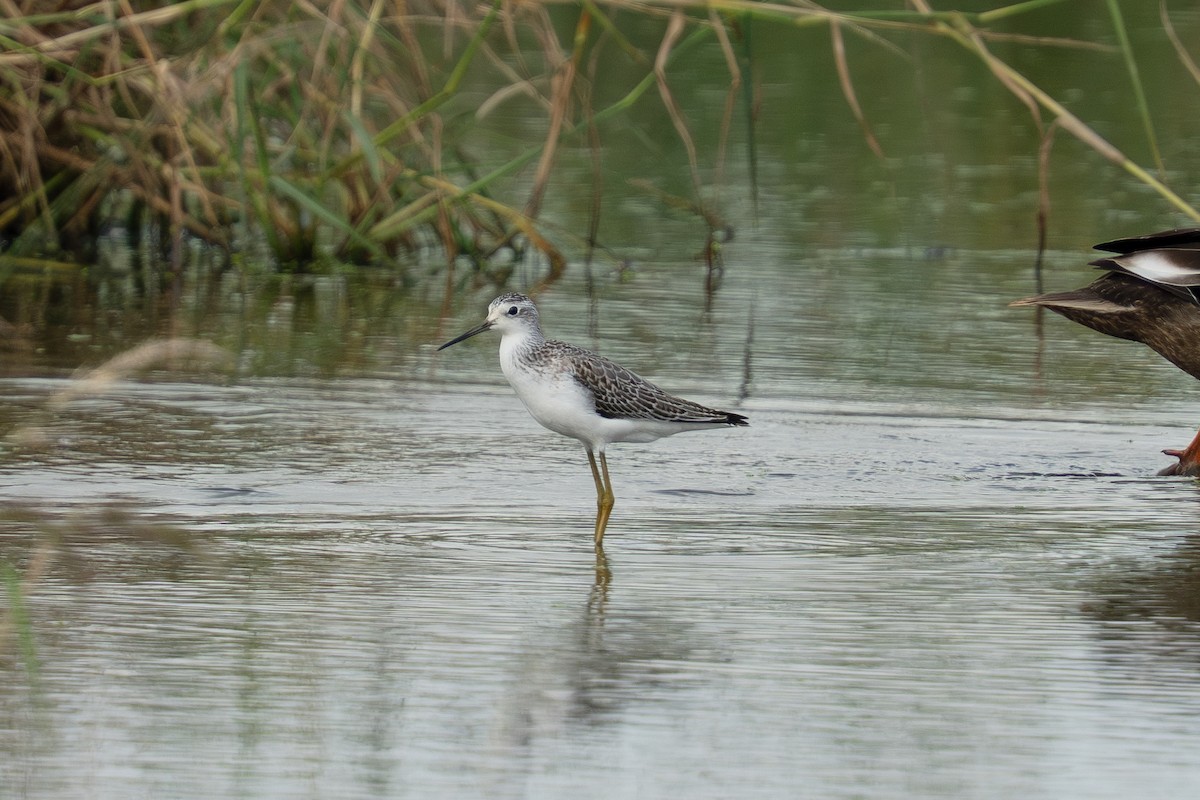 Teichwasserläufer - ML642006534