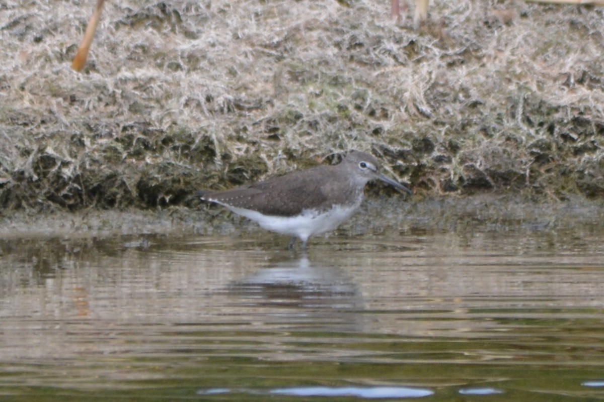 Waldwasserläufer - ML642006551