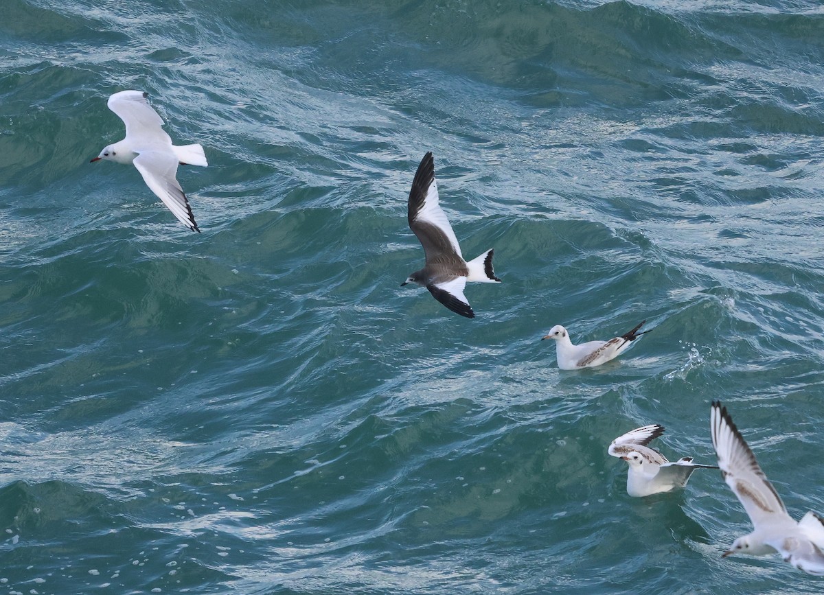 Mouette de Sabine - ML642006562