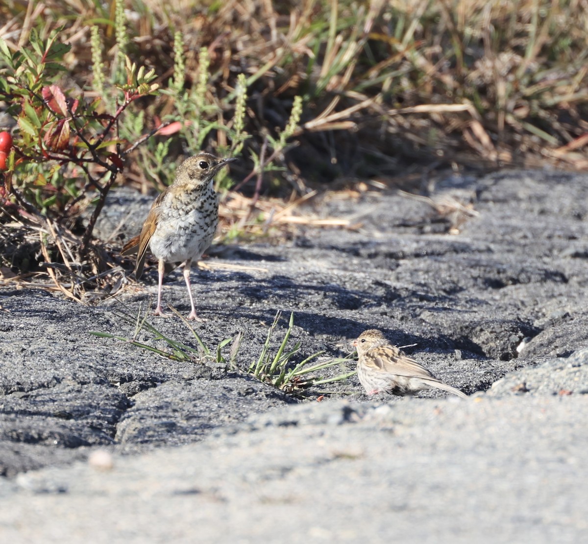 Chipping Sparrow - ML642006564