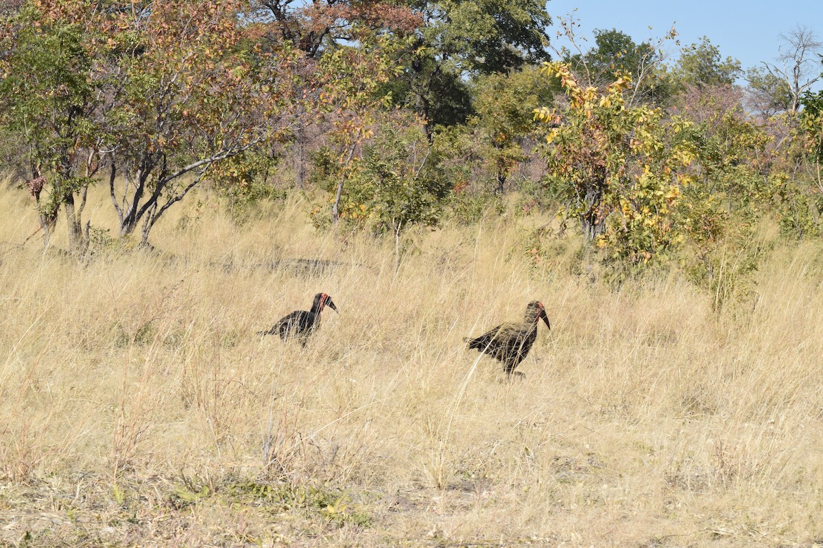 Southern Ground-Hornbill - ML642006569