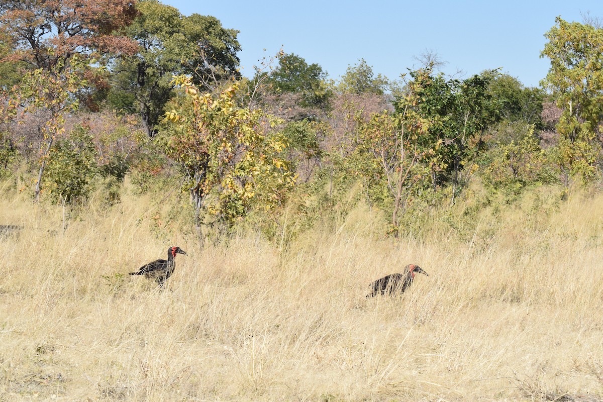 Southern Ground-Hornbill - ML642006570