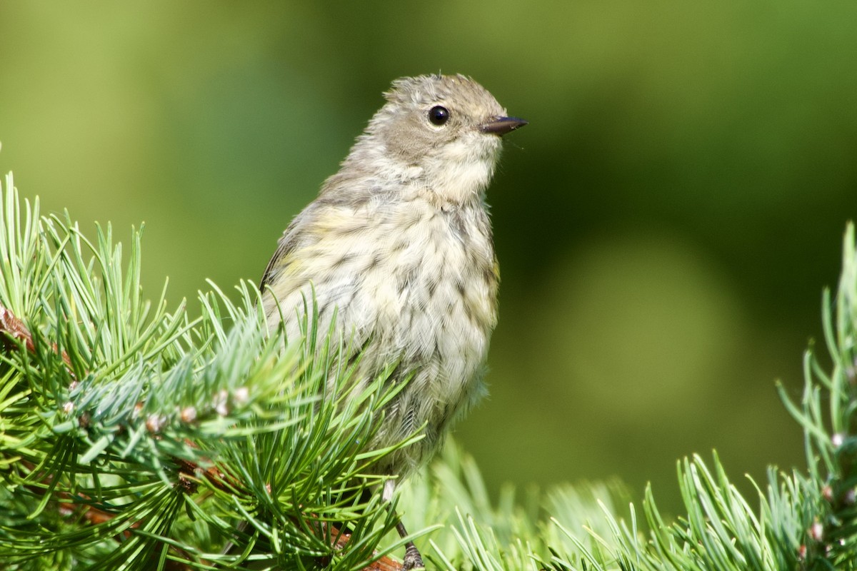 Yellow-rumped Warbler - ML642006571