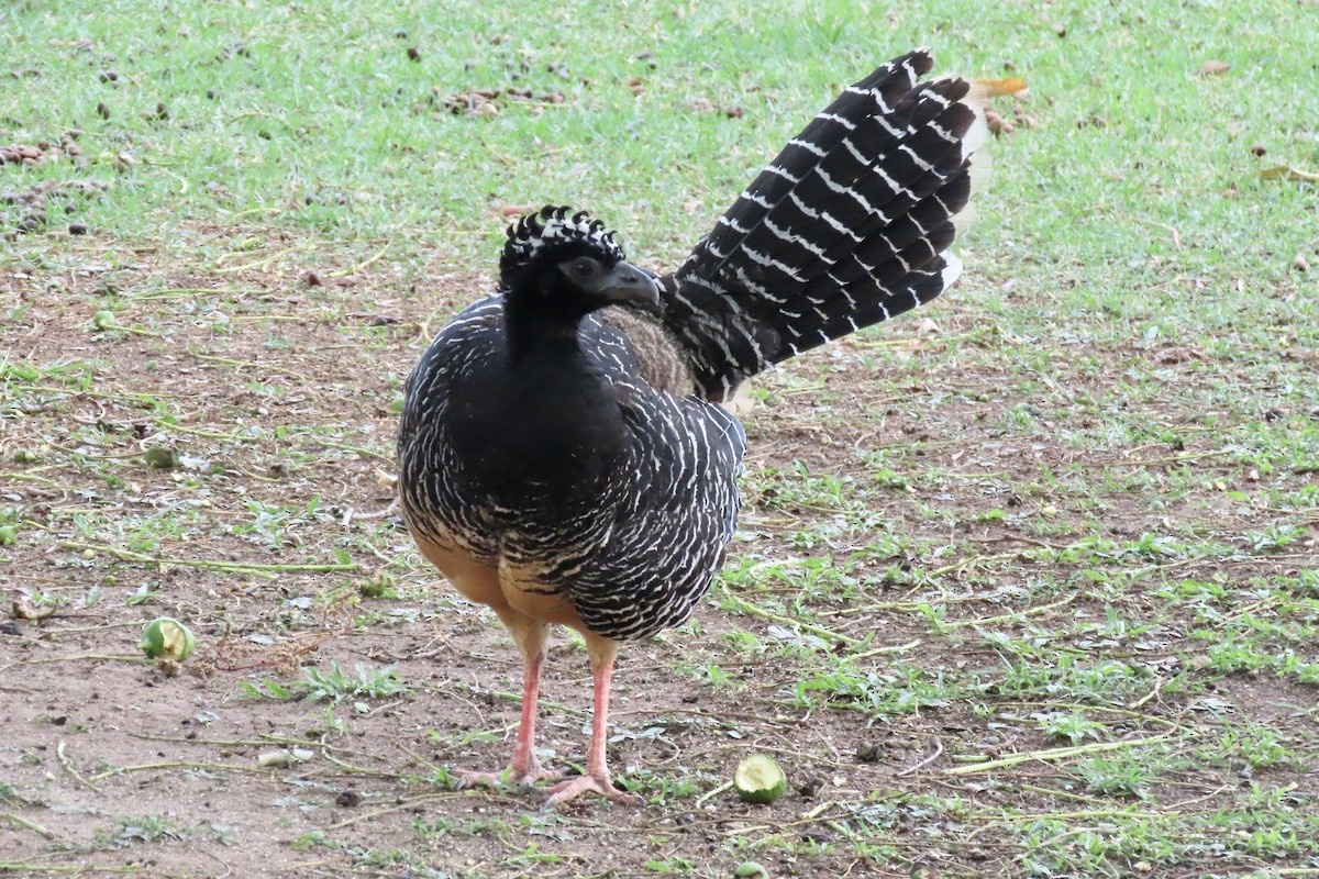 Bare-faced Curassow - ML642006572