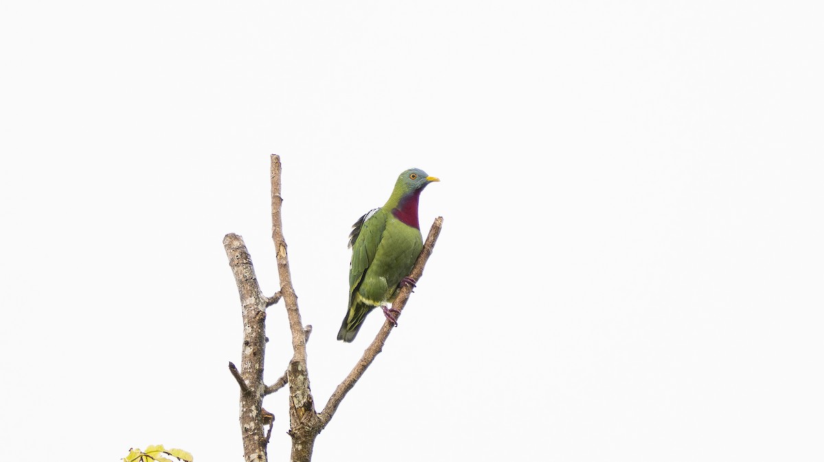 Claret-breasted Fruit-Dove - ML642006582