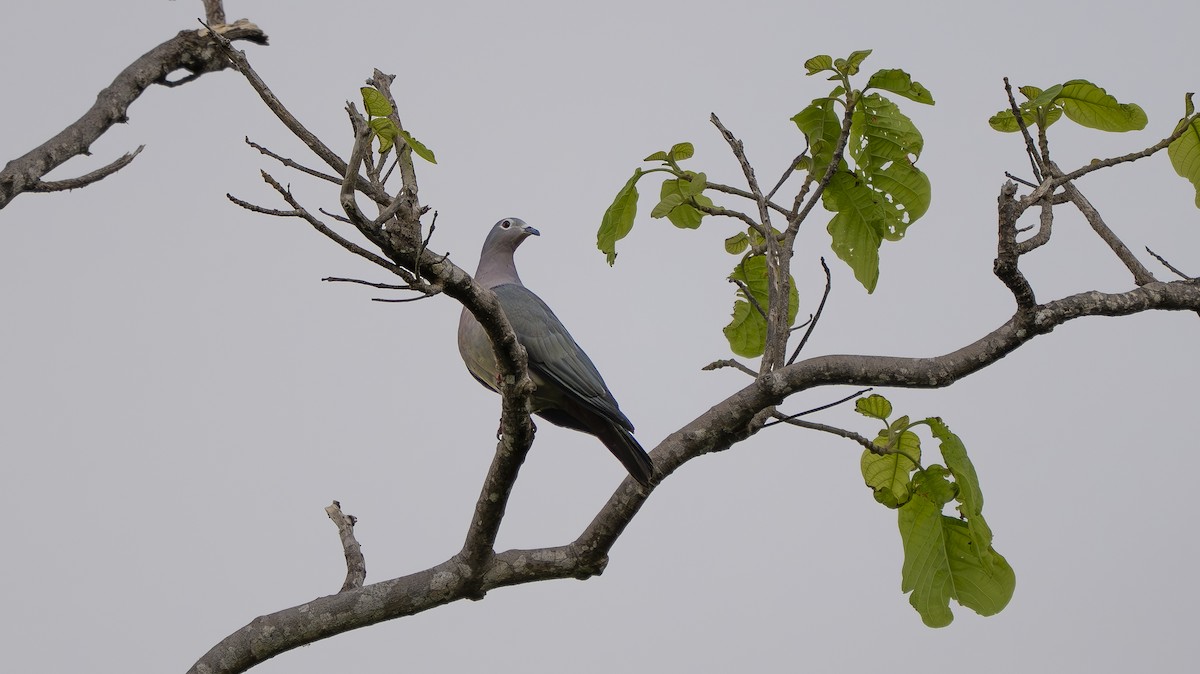 Island Imperial-Pigeon - ML642006583