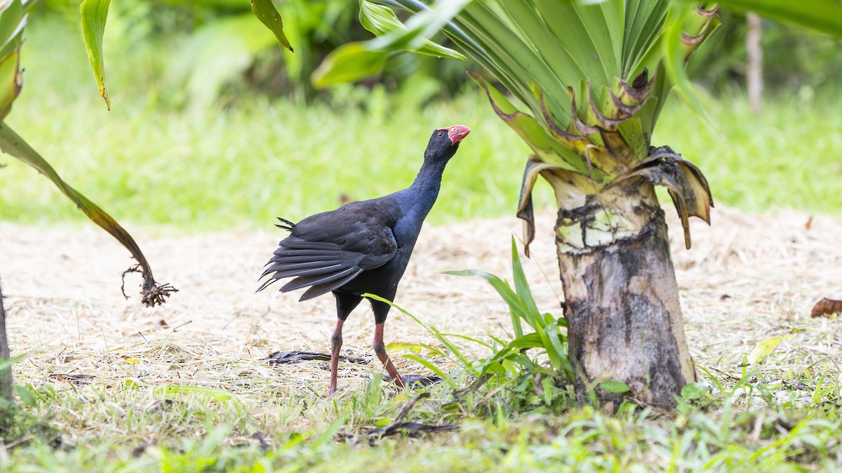 Australasian Swamphen - ML642006584
