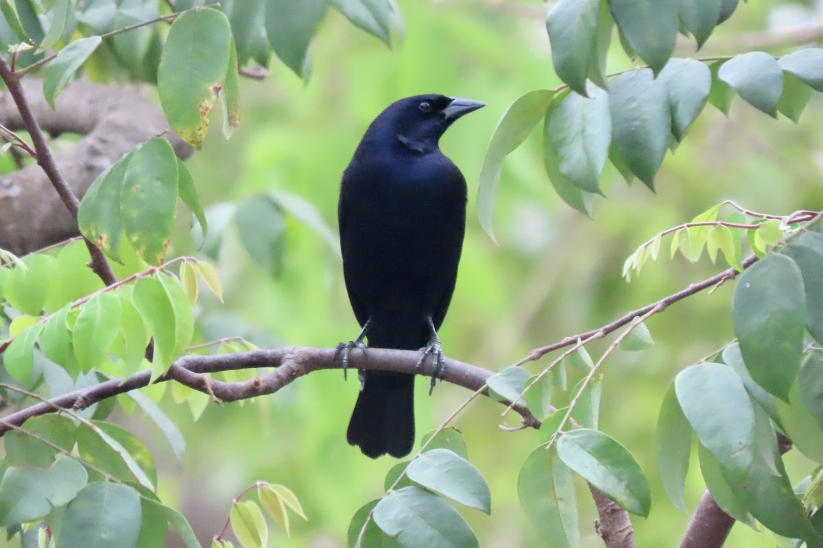 Shiny Cowbird - ML642006588