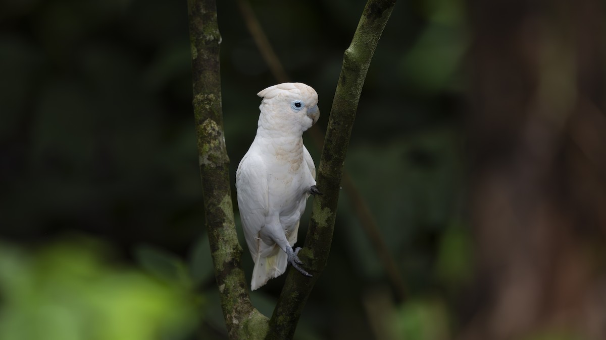 Solomons Corella - ML642006601