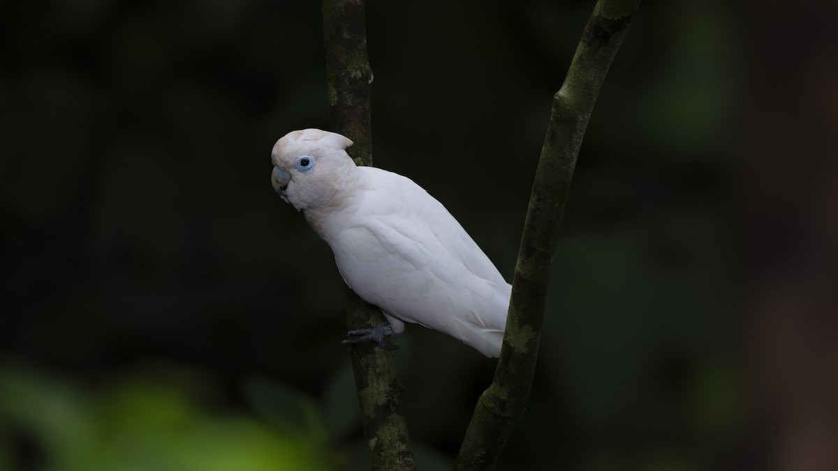 Solomons Corella - ML642006602
