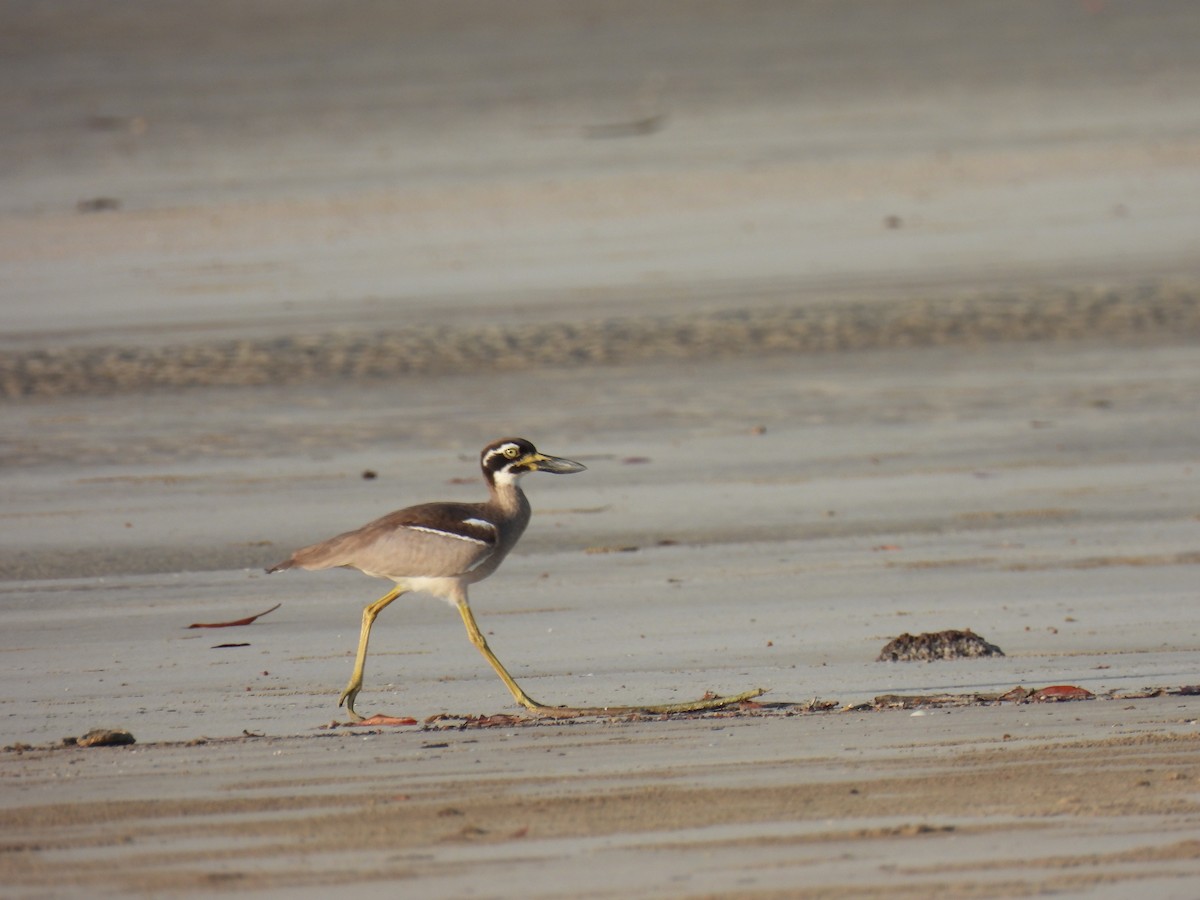 Beach Thick-knee - ML642006604