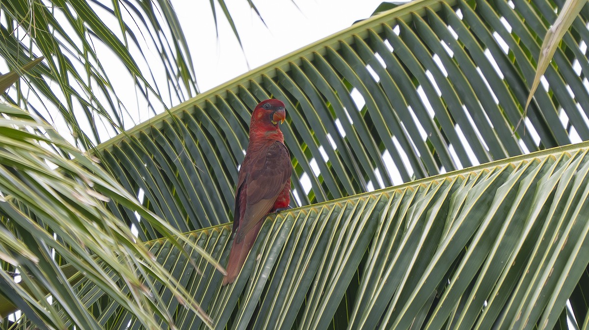 Cardinal Lory - ML642006606