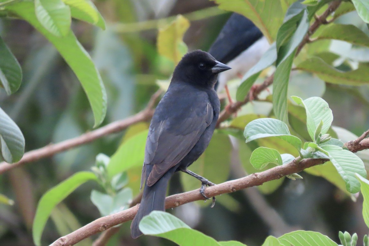 Screaming Cowbird - ML642006608