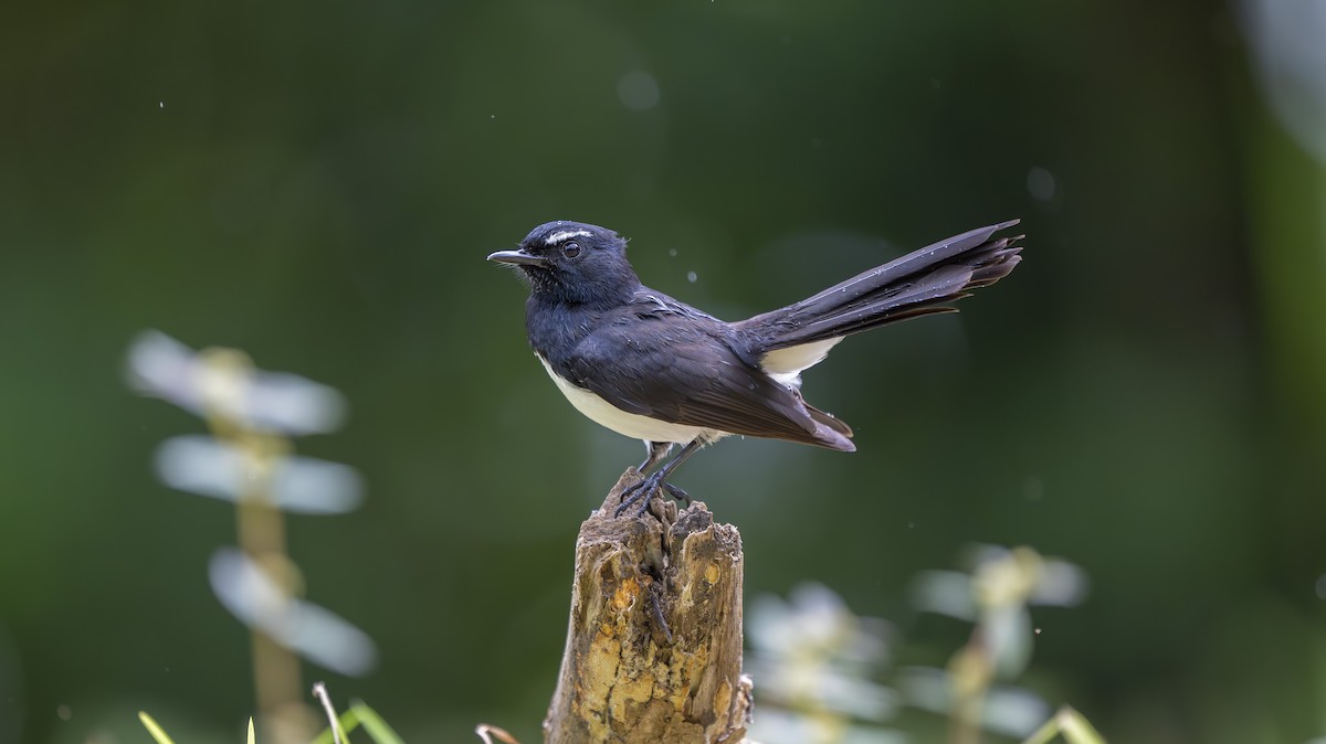 Willie-wagtail - ML642006610