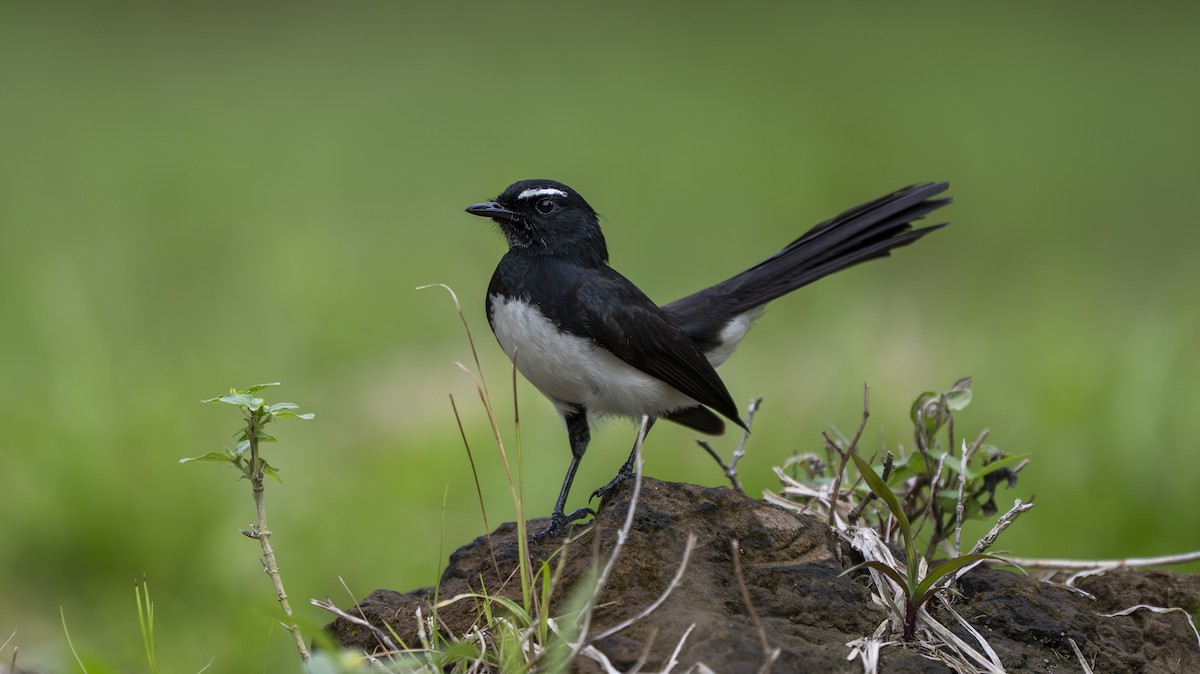 Willie-wagtail - ML642006612