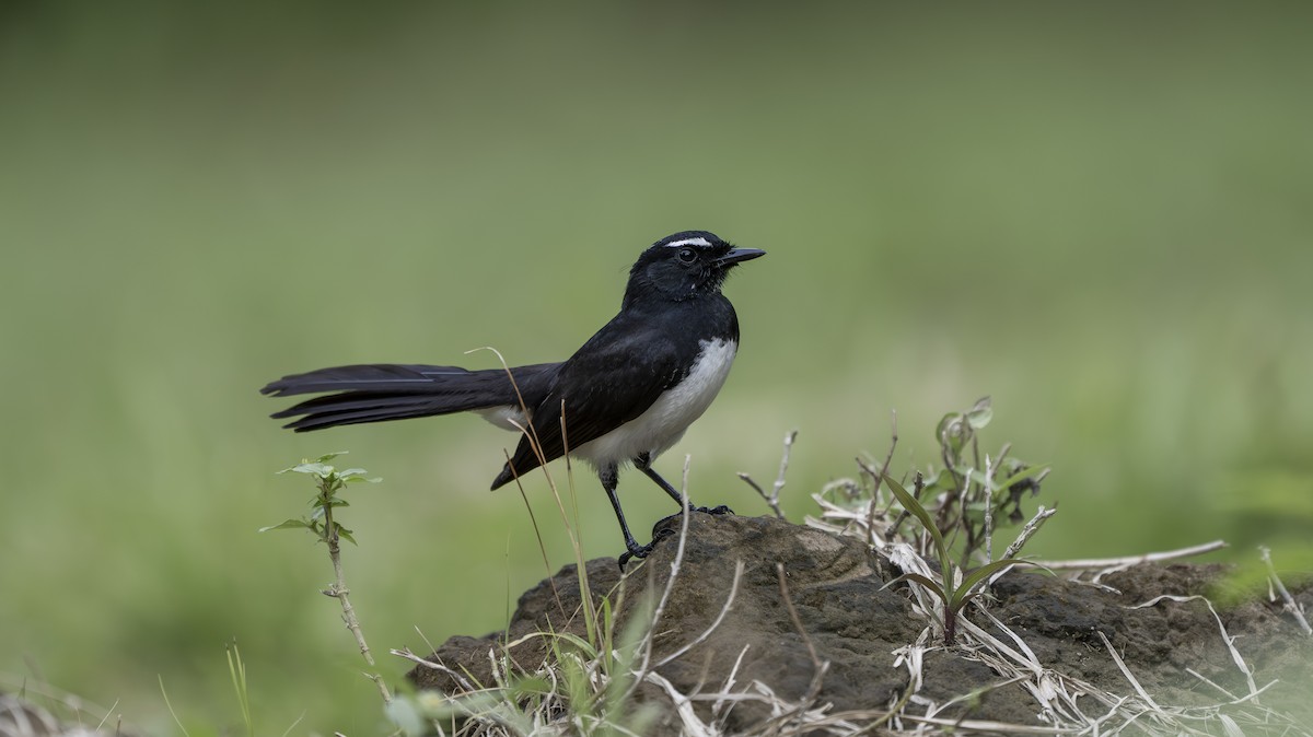 Willie-wagtail - ML642006613