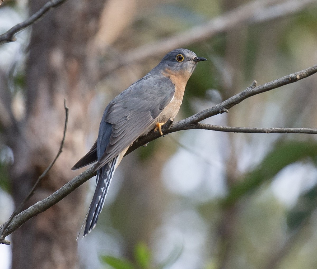 Fan-tailed Cuckoo - ML642006614